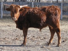 Bull Misin
