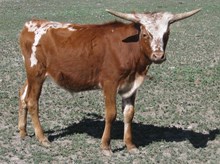 KIPPER 50  Steer