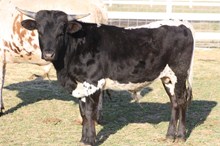 TTTR Texana