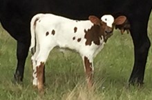 IRON CHICK'S CALF