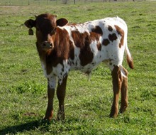 Incredibull Class