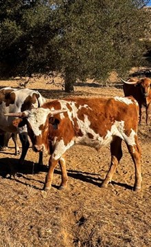 RA Iron Rust J