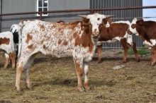 HR AWESOME REB X BR JUNGLE JIM TAG 601 