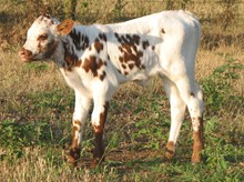 LITTLE BIG HORN