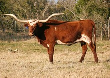 LE VACA 93