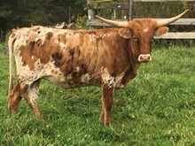 CVCC Hatchetman's Lila