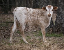 Bull Calf