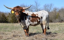 SHAMROCK PISTOL COWGIRL