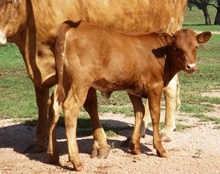 2LB Lupita
