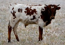 M ARROW PROMISE X CHANCE 53/13