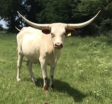 CVL MISS TORNE SNOWFLAKE
