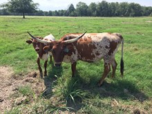 ML Cowgirls Ladi