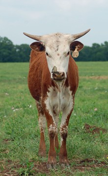 Miss Texas Ditto
