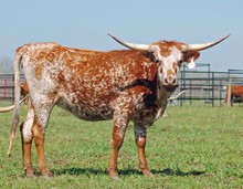 Miss Texas Jewel