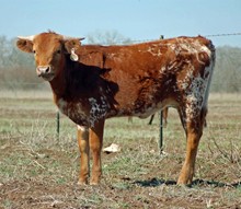 Miss Texas Marly