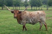 Miss Texas Mary Magdeline