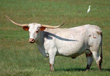 Miss Texas Snowflake