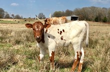 Hombre/Measles Bull