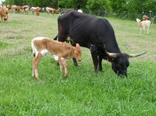 Junebug's unnamed bull calf