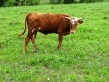 RedStar Ginger