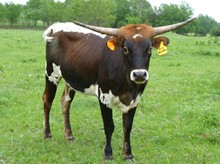 RedStar MaryAnne