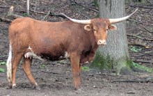 Hicks Neosho