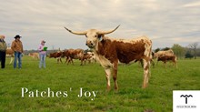 CCL Patches' Joy