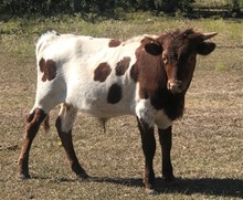 FF Peppermint Patty calf 320