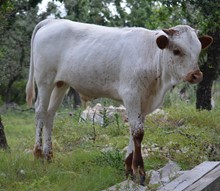 Peppermint Patty bull