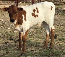 Peppermint Patty bull