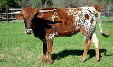 JD's Comanche Bride