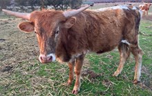 TM BLUE X ROSIE heifer 12/5