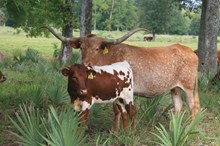 RANCH CHILL