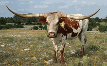 RZ REDMAC MESQUITE QUEEN