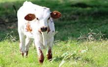 2019 Wiregrass Roslin Bull