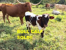 UNNAMED BULL DAWN  