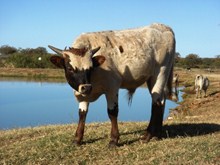2LB Sancho
