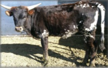 WANNABA RANCH 23A