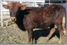 WANNABA RANCH 23C