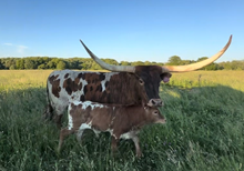 COW TTTOWN DARLIN