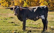 2531 LEMONADE BULL