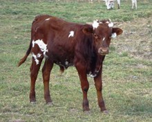 Shadow Dove's 2011 Bull