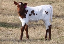 SHR Waylon's Coco Chanel 