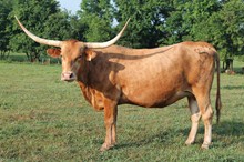 Silent H Red Reba