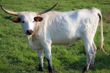 BSL MATILDA'S SNOWFLAKE