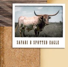 Safari B Spotted Eagle