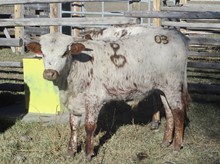 Hodges Steer #03