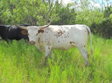 LOT #23-Sugar Moon