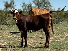 Fireman BCR 049 X Sugar BCB heifer