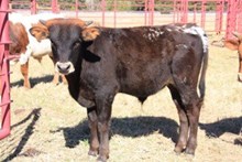 SHR Superstition Bull calf 